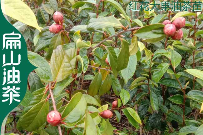 1-2年嫁接紅花油茶杯苗 江蘇鹽城楊梅已掛果沃柑苗-扁山楊梅