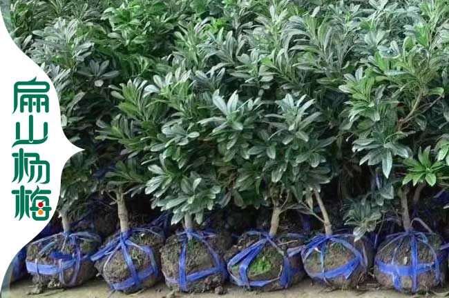 扁山矮化白沙楊梅苗批發(fā)大小杯苗 漳州水晶價(jià)格 龍巖明年掛果8元