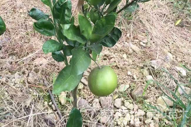 射陽(yáng)沃柑苗