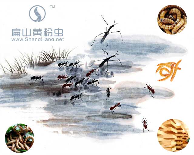 黃粉蟲養(yǎng)殖網(wǎng)友情鏈接