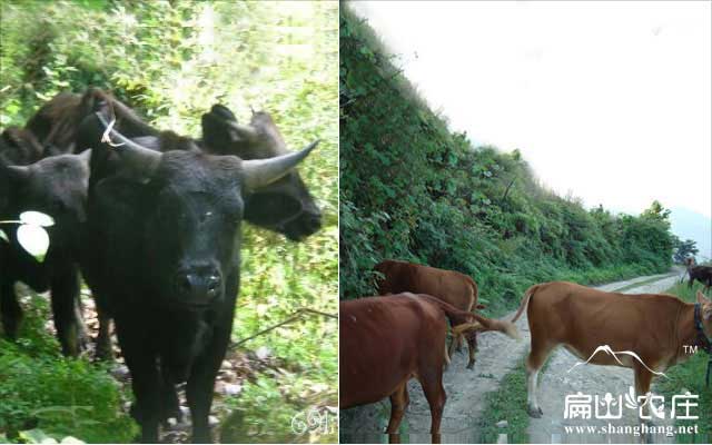 福建龍巖上杭膘肉牛