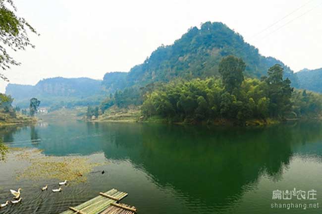 廈門土雞苗養(yǎng)殖基地