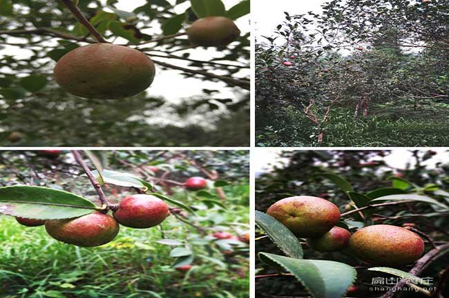 福建大果紅色油茶果子