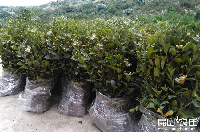 廣西1年香花油茶苗培育批發(fā)基地 南寧香花TD掛果多出油率高