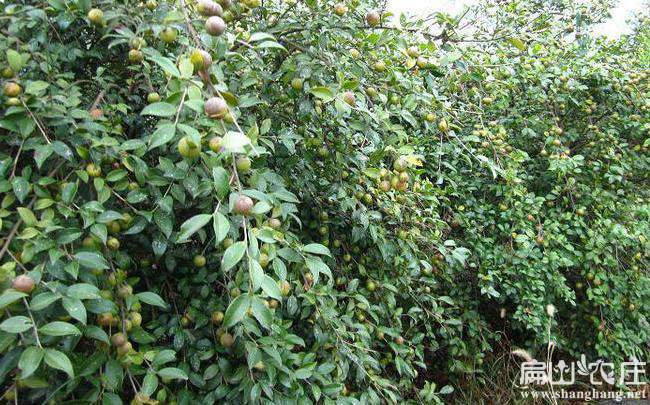 岑溪軟枝油茶苗