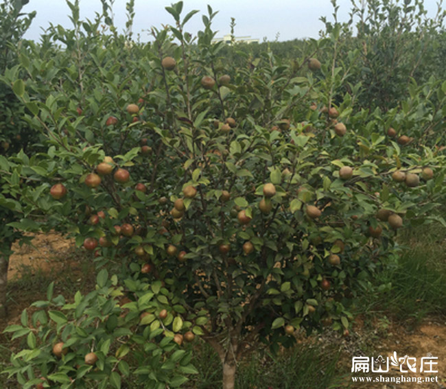 油茶長(zhǎng)林18號(hào)樹