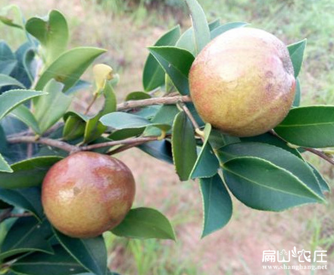 龍巖紅色大果油茶苗木基地