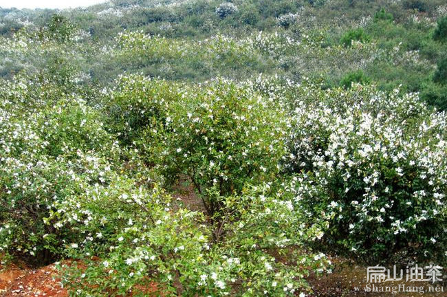 恭城油茶基地