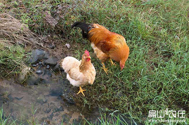 長汀河田雞養(yǎng)殖基地