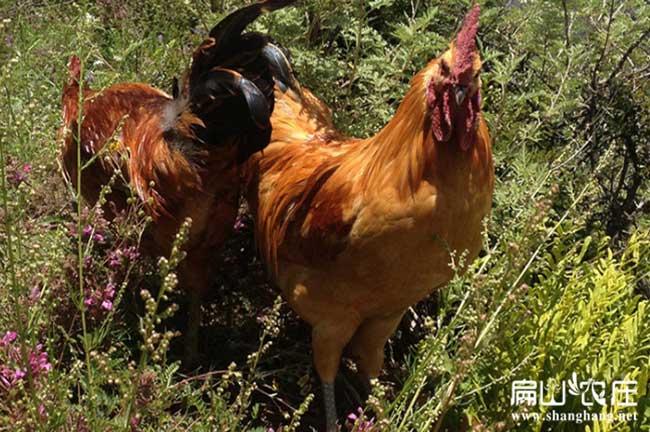 瀘州老公雞養(yǎng)殖基地