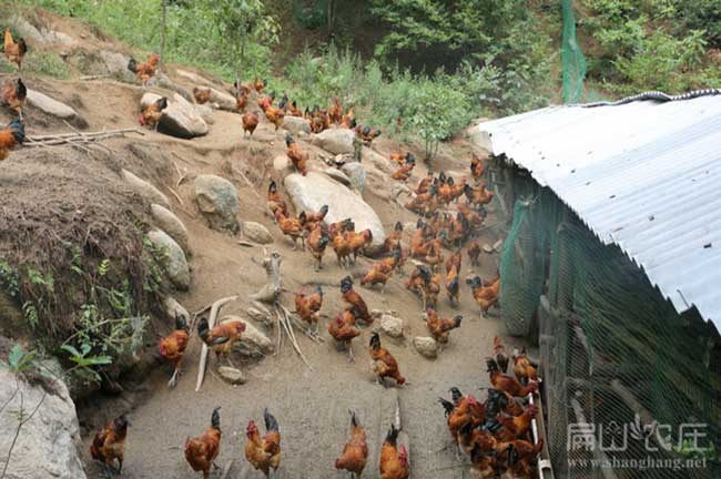 福建大中的土雞養(yǎng)殖基地