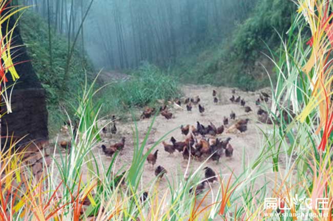 四川大中的散養(yǎng)土雞基地