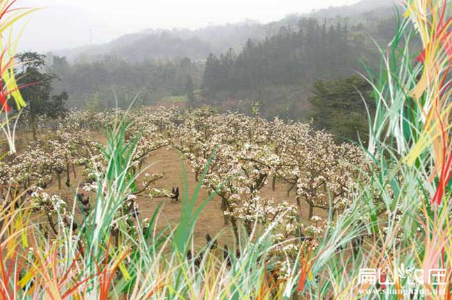 河南大中的生態(tài)土雞養(yǎng)殖基地 河南土雞苗孵化場(chǎng)