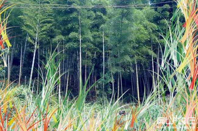 華寧貴妃雞苗孵化基地