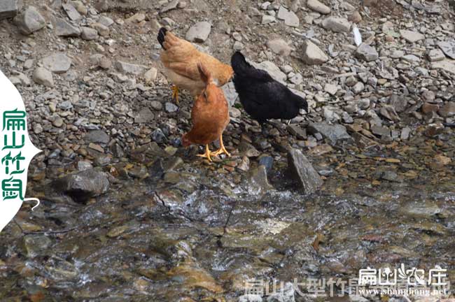 南安五黑綠殼脫溫雞苗南安孵化基地