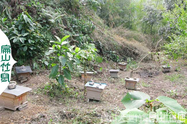 漳平大中的蜜蜂養(yǎng)殖基地