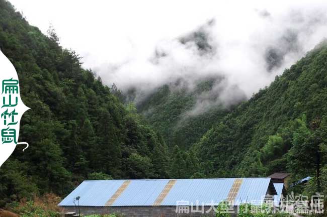 河池竹鼠養(yǎng)殖