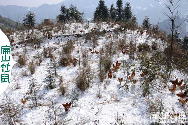 桂林生態(tài)土雞養(yǎng)殖基地