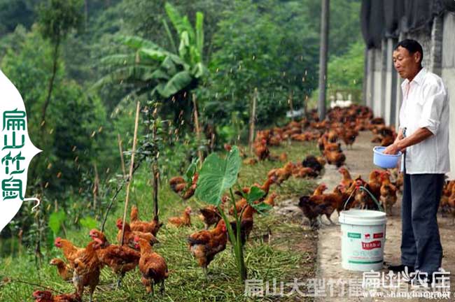 南寧土雞苗專業(yè)孵化基地