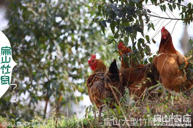 中國(guó)大中的蘆花雞養(yǎng)殖基地