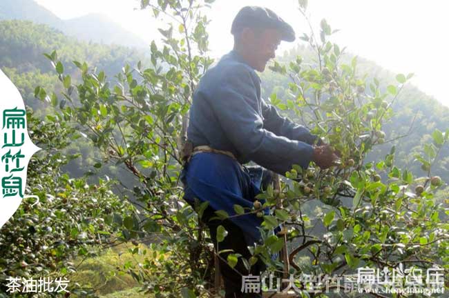 大安油茶種植基地