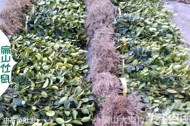 茶樹苗：適合福建福州龍巖三明南平寧德地區(qū)種植的油茶苗品種公示