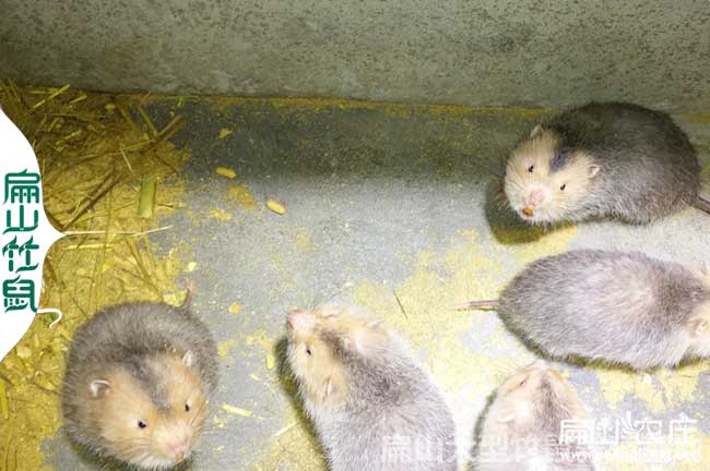 梧州肉兔竹鼠種養(yǎng)殖基地