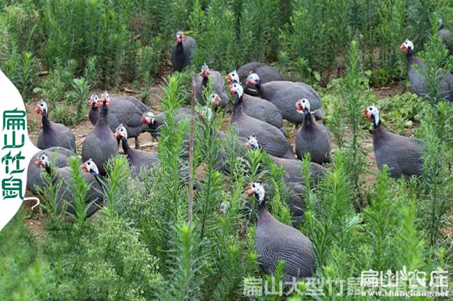 南平散養(yǎng)土雞養(yǎng)殖基地