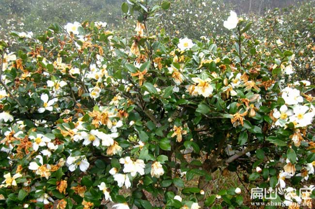 高產量的油茶品種