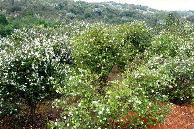 福建閩優(yōu)好油茶苗