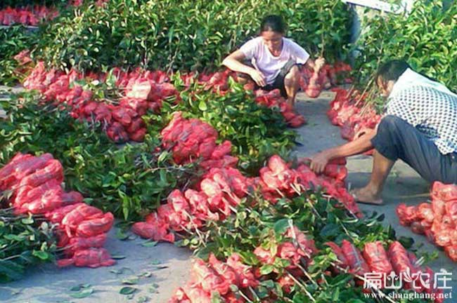 溪軟枝油茶3號(hào)苗批發(fā)