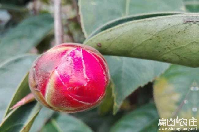 浙江大中紅花油茶苗基地