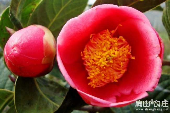 浙江紅花大果油茶苗