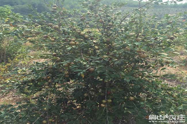 桑植茶樹基地