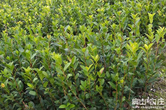 中國(guó)廣西岑溪茶油種植基地