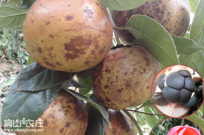 岑溪軟枝3號(hào)油茶苗