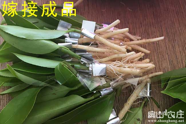 嫁接油茶苗成品