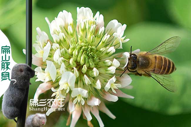 鎮(zhèn)沅竹鼠養(yǎng)殖基地