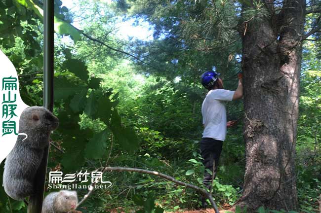 南寧松樹種植基地