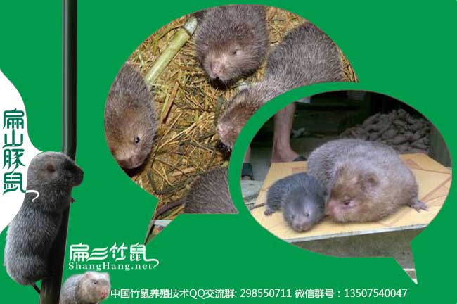 竹鼠飼料微信群