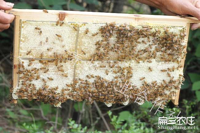 大理蜜蜂養(yǎng)殖技