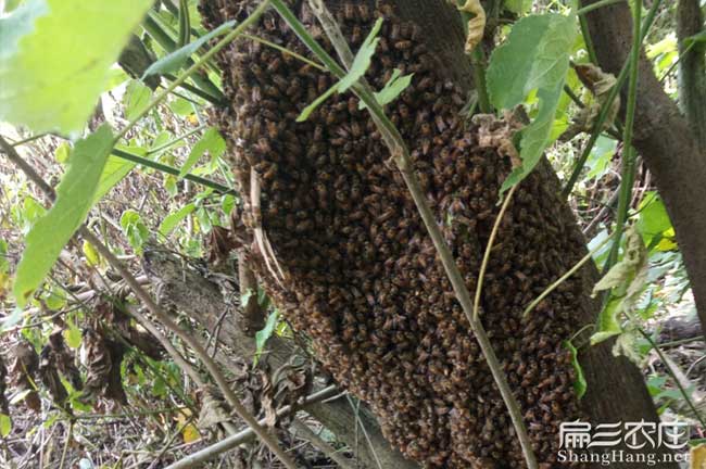 陽江蜜蜂養(yǎng)殖基地