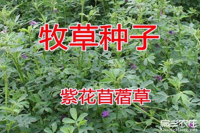 竹鼠牧草種子