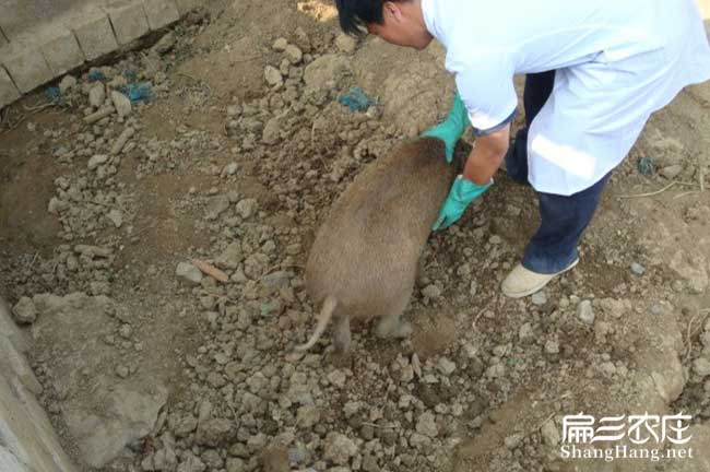 綠春竹鼠養(yǎng)殖基地