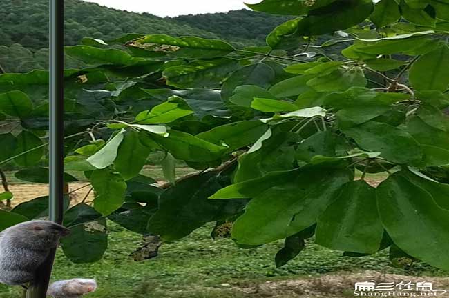 三明鴨腳木種植