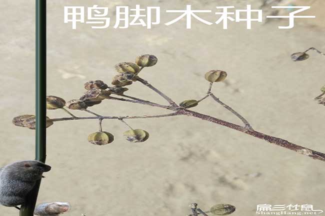 竹鼠鴨掌木種子批發(fā)