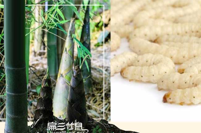 寧德竹鼠養(yǎng)殖