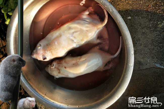 文峰竹鼠肉批發(fā)