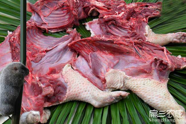 寧化肉兔種肉價(jià)格