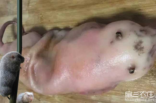 竹鼠肉批發(fā)